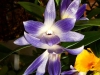 Dendrobium victoria-reginae fleur