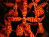 Renanthera monachica fleur