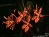 Renanthera monachica inflorescence