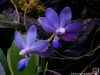 Dtps Purple Martin 'KS' fleur (syn. Phalaenopsis Purple Martin 'KS', photo sous néon)
