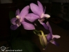 Dtps Purple Martin 'KS' (syn. Phalaenopsis Purple Martin 'KS') fleur