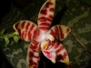 Phalaenopsis amboinensis fleur