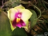Phalaenopsis bellina début de floraison (fleur encore verdâtre/jaunâtre)