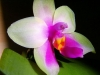 Phalaenopsis bellina fleur