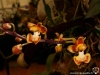 Phalaenopsis chibae fleur