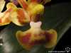 Phalaenopsis chibae labelle
