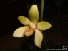 Phalaenopsis cochlearis fleur