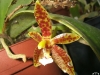 Phalaenopsis cornu-cervi fleur