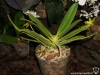 Phalaenopsis cornu-cervi var. flava