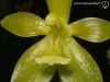 Phalaenopsis cornu-cervi var. flava labelle