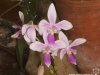 Phalaenopsis equestris fleur