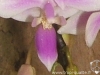 Phalaenopsis equestris labelle