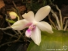 Phalaenopsis fimbriata fleur