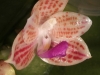 Phalaenopsis javanica fleur