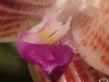 Phalaenopsis javanica labelle
