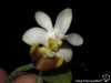 Phalaenopsis lobbii fleur