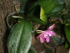 Phalaenopsis lueddemanniana