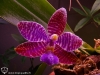 Phalaenopsis lueddemanniana fleur