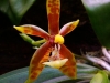 Phalaenopsis mannii \'Red Leo\' fleur