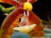 Phalaenopsis mannii \'Red Leo\' labelle