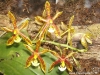 Phalaenopsis mannii fleur