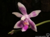 Phalaenopsis modesta fleur