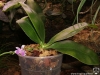Phalaenopsis modesta floraison