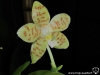Phalaenopsis pallens fleur