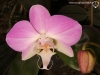 Phalaenopsis sanderiana fleur