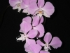 Phalaenopsis sanderiana inflorescence