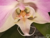 Phalaenopsis sanderiana labelle