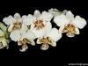 Phalaenopsis stuartiana fleur
