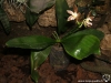 Phalaenopsis sumatrana