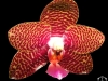 Phalaenopsis Joy Auckland Beauty fleur