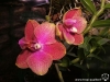 Phalaenopsis Joy Sara Lady fleur