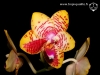 Phalaenopsis Orchid World fleur