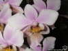 Phalaenopsis Philadelphia (P. schilleriana x P. stuartiana) fleur