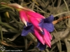 Tillandsia aeranthos inflorescence