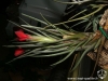 Tillandsia albertiana spécimen #1