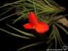 Tillandsia albertiana spécimen #2 fleur