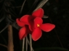 Tillandsia albertiana x edithae fleur