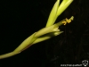 Tillandsia albida spécimen #2 fleur