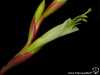 Tillandsia albida spécimen #1 fleur