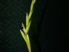 Tillandsia albida spécimen #2 inflorescence