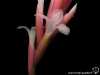 Tillandsia araujei spécimen #1 fleur