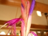 Tillandsia baileyi fleur
