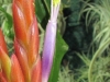 Tillandsia balbisiana fleur