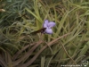 Tillandsia bandensis fleur