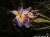 Tillandsia bergeri spécimen #1 fleur