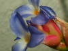 Tillandsia bergeri (très probablement un hybride) spécimen #3 fleur